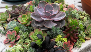 Growing Succulents in Containers