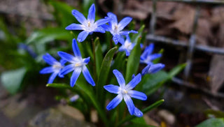 Composing a Spring Bulb Garden