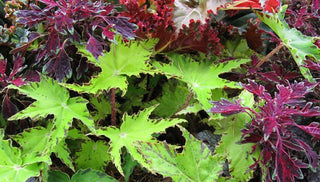 Heuchera Puts Foliage First