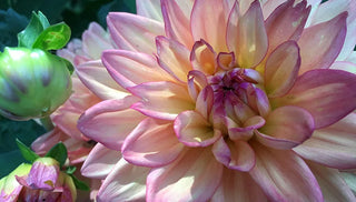 How to Grow Dahlias
