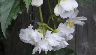Growing Tuberous Begonias