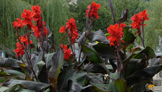 How to Grow Canna Lilies