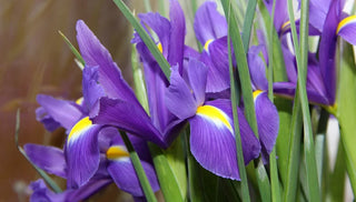 How to Grow Irises