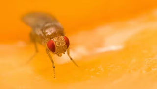 How to Get Rid of Fruit Flies
