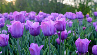 Be Bold With Tulips
