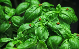 Basil