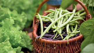 How to Grow Beans