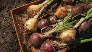 Onions