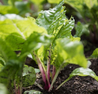 Swiss Chard