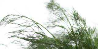 Dill