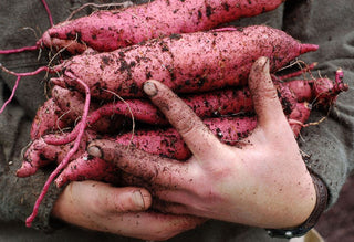 Sweet Potatoes
