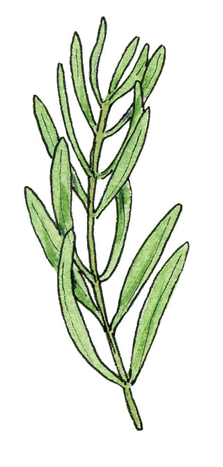 Tarragon