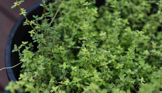 Thyme