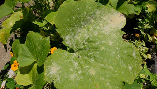 Plant Diseases 101
