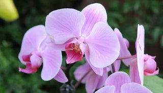 Getting Moth Orchids to Bloom Again