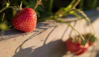 Backyard Berries