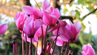 How to Grow Cyclamen