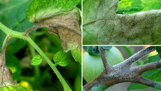 How to Prevent Late Blight on Tomatoes