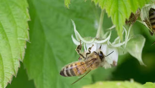 Attracting Butterflies, Hummingbirds and Other Pollinators