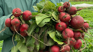 Share the Harvest