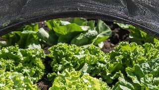 How to Grow Salad Greens All Year