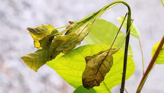 Verticillium Wilt