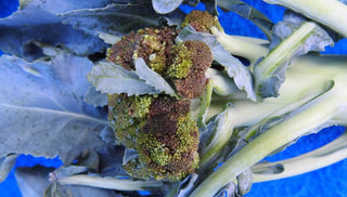 Bacterial Soft Rot