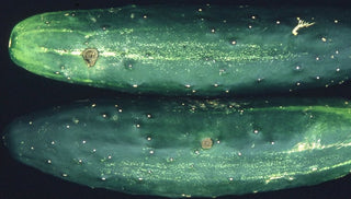 Cucurbit Scab