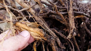 Pythium