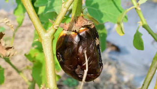 Phomopsis Blight