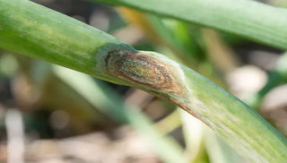Onion Leaf Blight