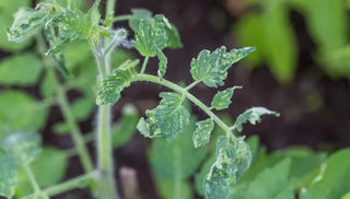 Mosaic Virus