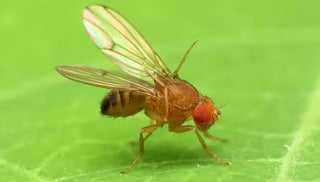 Fruit Fly