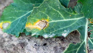 Blackleg