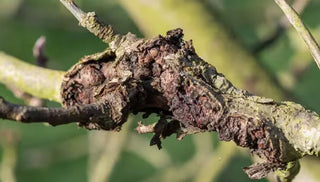 Bacterial Canker