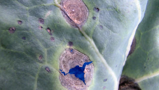 Alternaria Leaf Spot