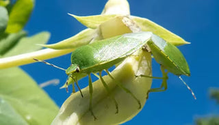 Stinkbug