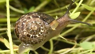 How to Control Snails