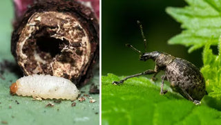 Root Weevil