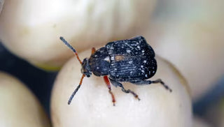 Pea Weevil