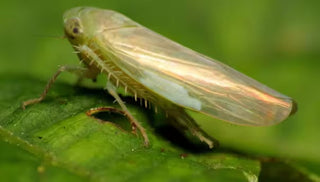Leafhopper