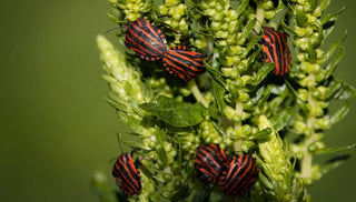 Harlequin Bug