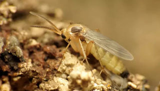 How to control fungus gnats