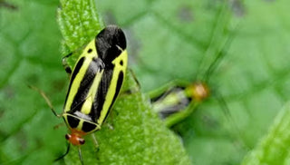 Four-Lined Plant Bug