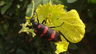 Blister Beetle