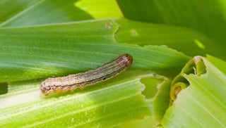 Armyworm