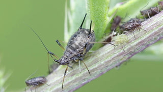 ID Those Insects
