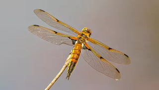 Most Bugs are Good Bugs