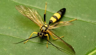 Parasitic Wasp
