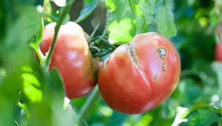 Fruit Cracking